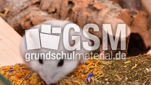 Dschungarischer Zwerghamster (18).jpg